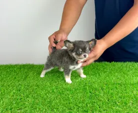 Phoenix  - Chihuahua Chiot à vendre