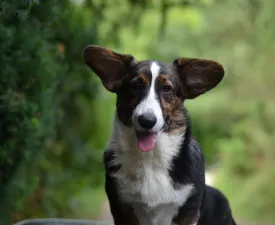 Kvitegga Mendenhall  - Cardigan welsh corgi eladó kiskutya