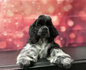 Dream Of Aurora - Cocker americano Cucciolo in vendita