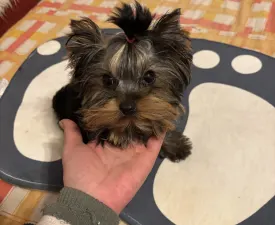 Karolina - Yorkshire Terrier Puppy for sale