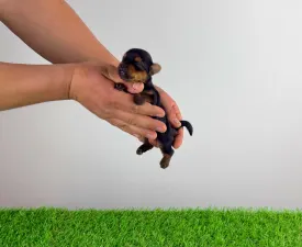 Tinni - Yorkshire Terrier Angebotener Welpe