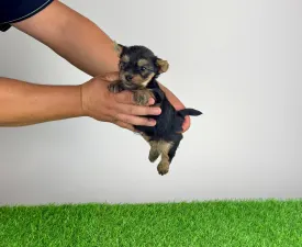 Emios - Yorkshire Terrier Cățeluș de vânzare