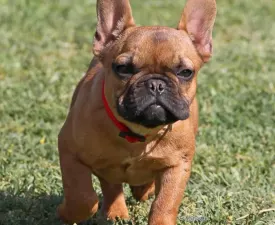 Bella - French Bulldog Puppy for sale