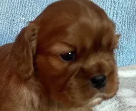 Rowley - Cavalier King Charles Spaniel Puppy for sale
