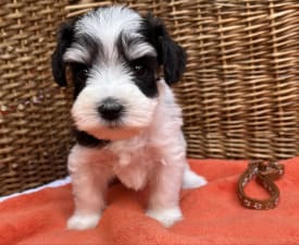 Chuck - Miniature Schnauzer Puppy for sale