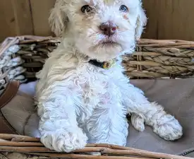 Ürömi Szarvasgombász Hilda - Romagna Water Dog Puppy for sale