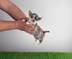 Amieli - Chihuahua Szczenię na sprzedaż