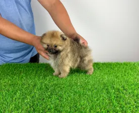Luis - German Pomeranian Spitz Puppy for sale