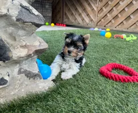 Panda - Biewer Terrier Puppy for sale