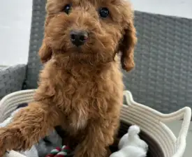 Samu - Poodle Miniature Puppy for sale