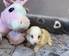 Red Girl - Border Collie Angebotener Welpe