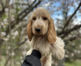 Kephallénia Oceanus Küklopsz - Englischer Cocker Spaniel Angebotener Welpe