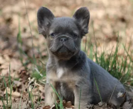 Unka - French Bulldog Puppy for sale