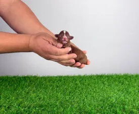 Cherry - Caniche Toy Chiot à vendre