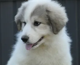 Candybelldream Emily - Pyrenean Mountain Dog Puppy for sale