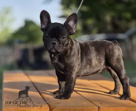 Ralf - Französische Bulldogge Angebotener Welpe