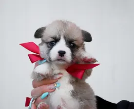 Dustin - Вельш-корги пемброк Щенок на продажу