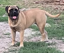 Áfonya - Bullmastiff Angebotener Welpe