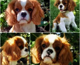 Zénó - Cavalier King Charles Spaniel Puppy for sale