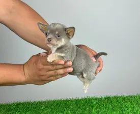 Quanto - Chihuahua Puppy for sale