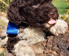 Ani - Romagna Water Dog Puppy for sale