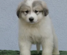 Candybelldream Eper - Pyrenean Mountain Dog Puppy for sale