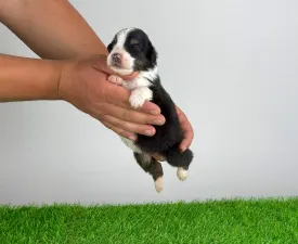 Elany - Australian Shepherd Cucciolo in vendita