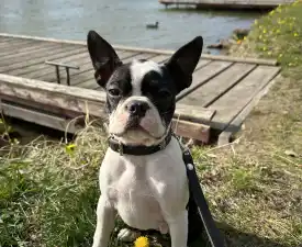 Bon-Bon - Boston Terrier Puppy for sale