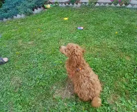 Alfonz - Trpasličí pudl Štěně na prodej