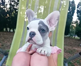 Enzo - French Bulldog Puppy for sale