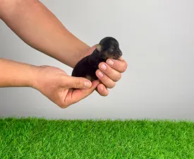 Shakira - Yorkshire Terrier Angebotener Welpe