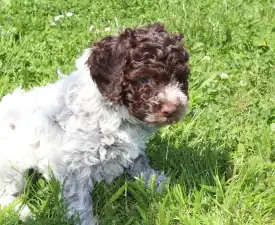 Tomborgotto Bora - Romagna Water Dog Puppy for sale