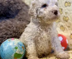 Zummi Gummi - Romagna Water Dog Puppy for sale