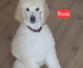 Giant Miracles Extazy Diamond Rose - Óriás uszkár eladó kiskutya