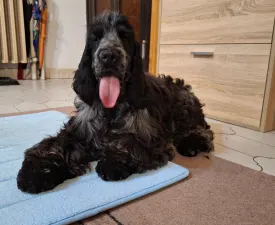 Warriorhearted - Angol Cocker spániel eladó kiskutya