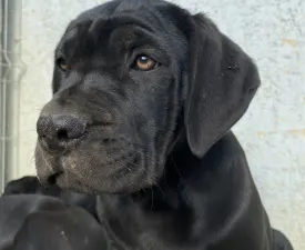 Cassiopeia’s Pearl Zakopane - Cane Corso eladó kiskutya