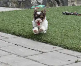 Oreo  - Biewer Terrier eladó kiskutya