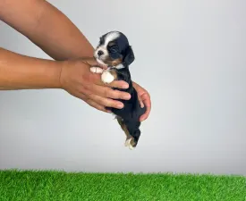 Veritas - Cavalier King Charles Spaniel Puppy for sale