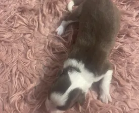 Barna Szuka 1. - Border Collie eladó kiskutya