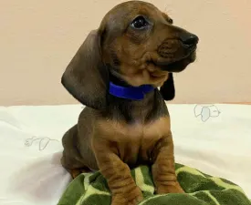 Kiwi  - Tacskó eladó kiskutya