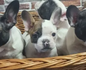 Issac - Французский бульдог Щенок на продажу