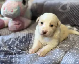 Red Girly - Border Collie Angebotener Welpe