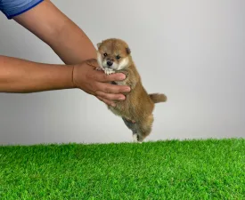 Follower - Shiba Angebotener Welpe