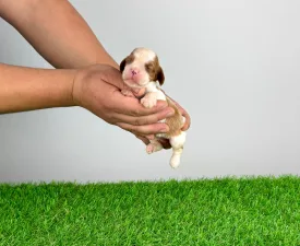 Camelot - Kavalír King Charles španěl Štěně na prodej