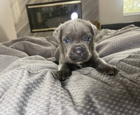 Cee-Lo - Cane Corso Italiano Cucciolo in vendita