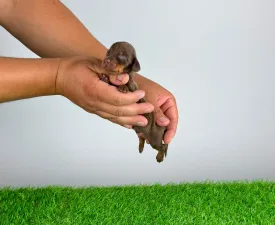 Casar - Dachshund Puppy for sale