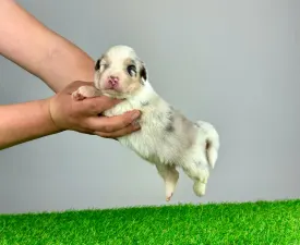 Jerron - Australian Shepherd Cucciolo in vendita