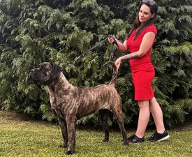 Pamela De Presa Jurida Liget - Dogo Canario Angebotener Welpe