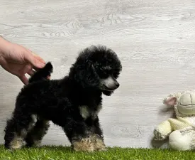 Keika - Poodle Toy Puppy for sale