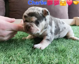 Charlie  - French Bulldog Puppy for sale